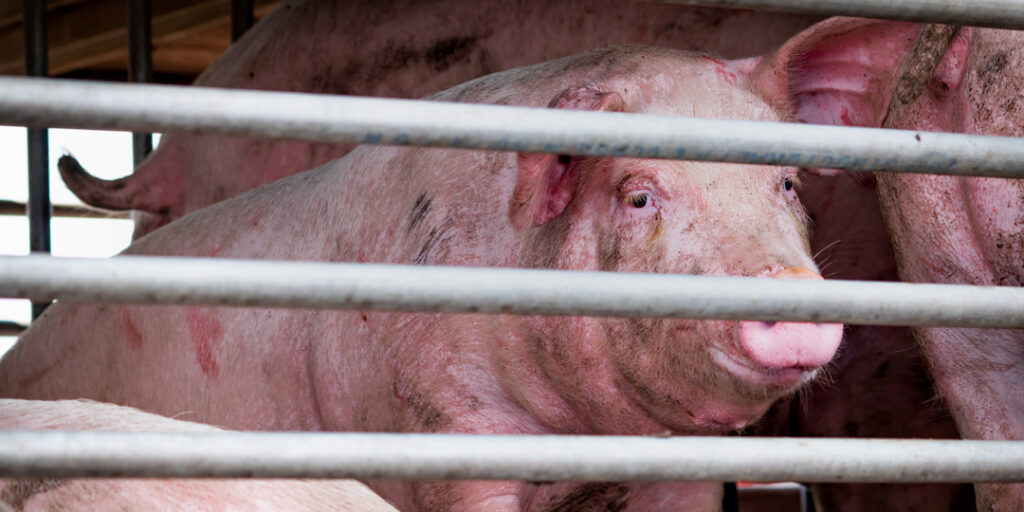 porc-transport_1404169403
