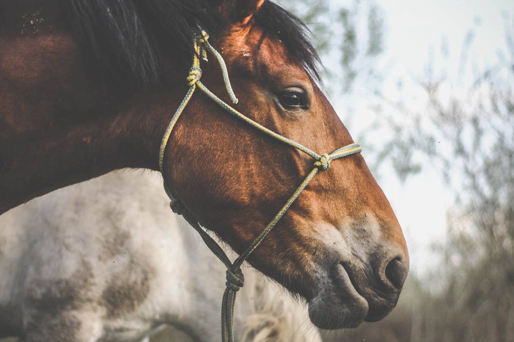 Chevaux-vb7MFOAZpdw-unsplash_1000px