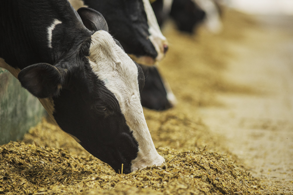 vaches_687319192_1000px